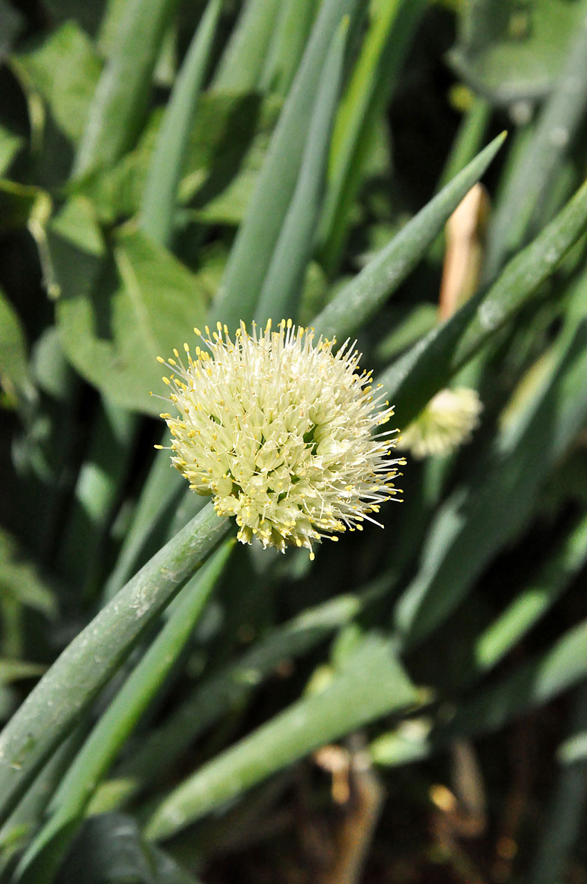 Spring onion flower
