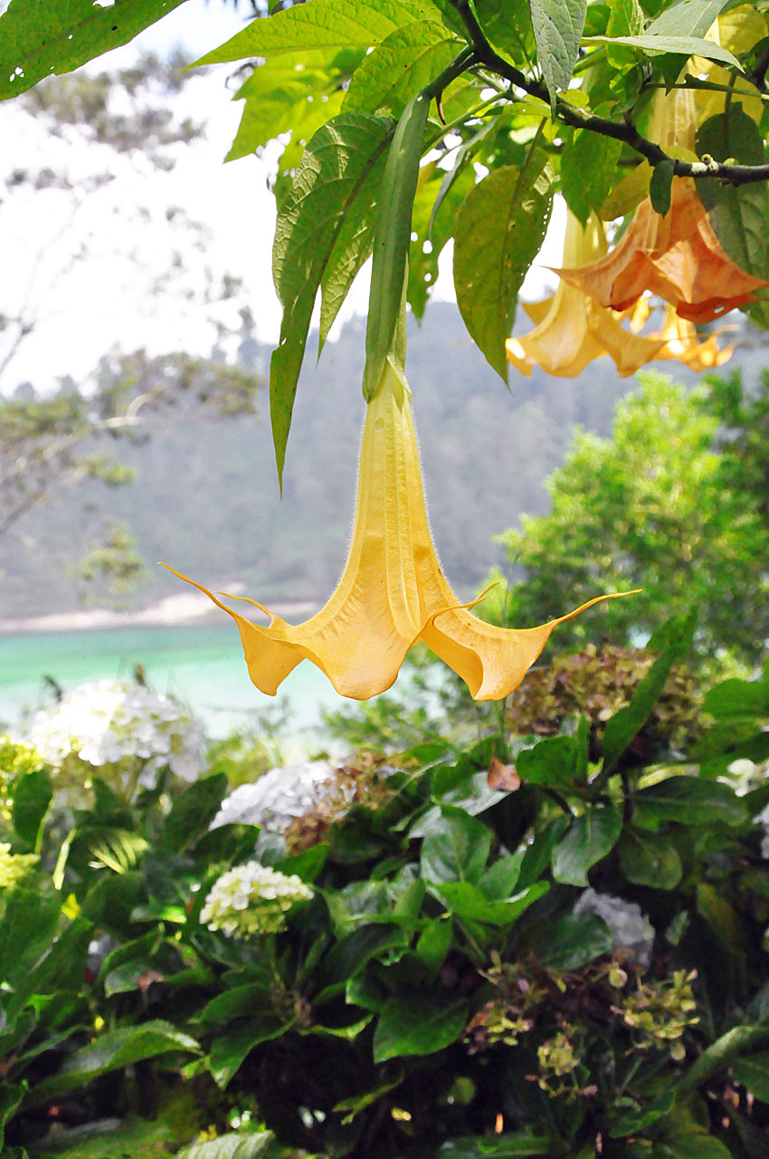 Angel's trumpets
