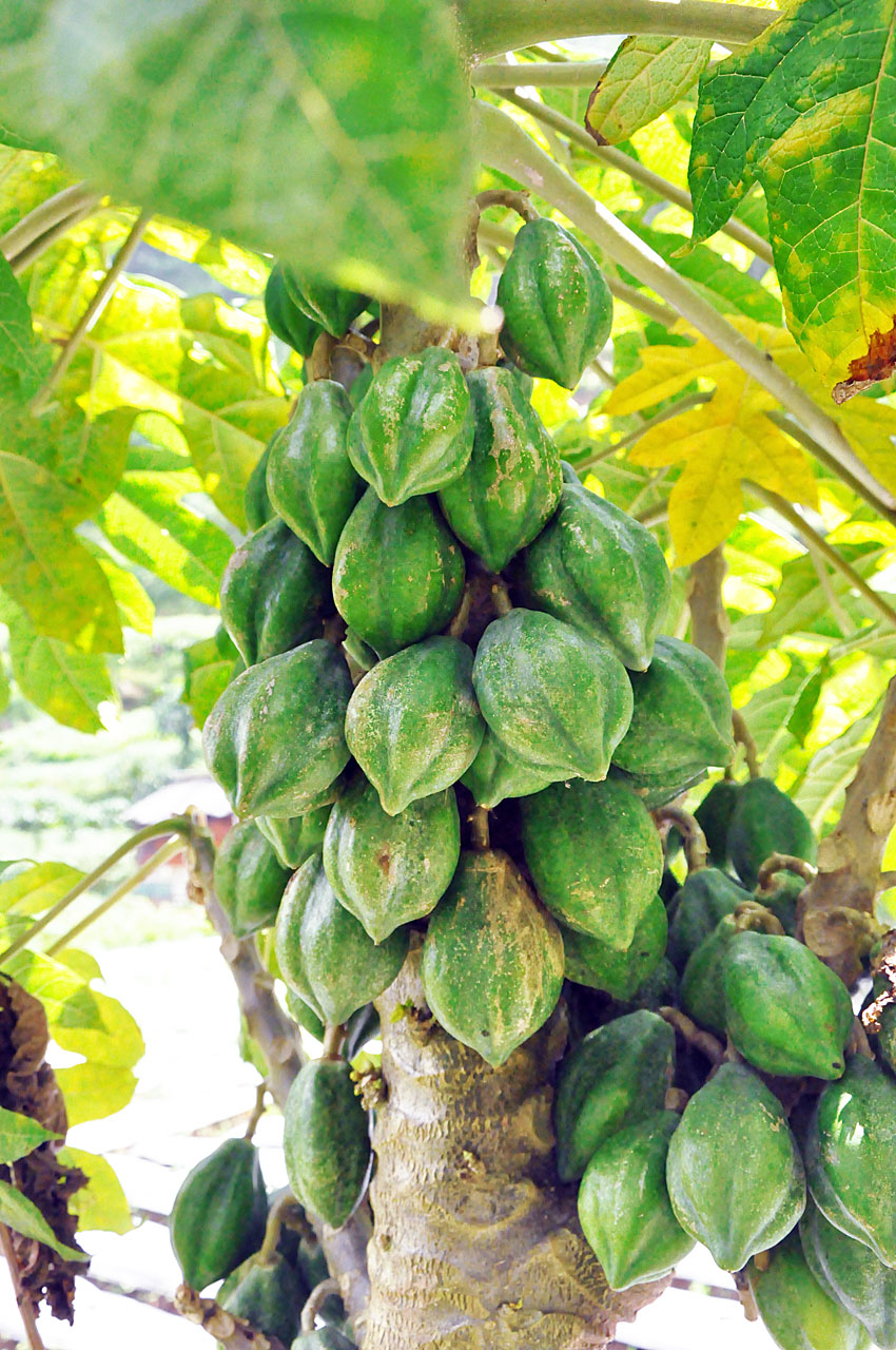 Carica (mountain papaya)