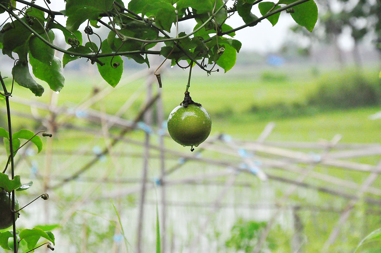 Passion fruit