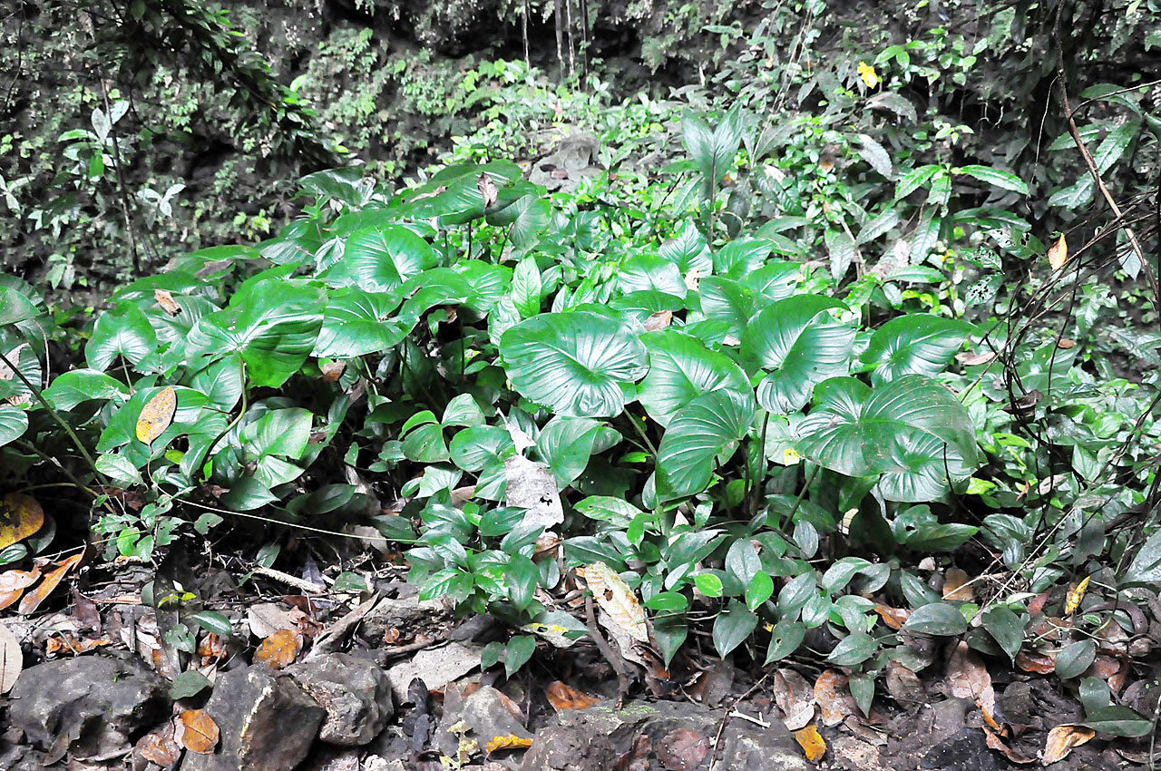 Vegetation at bottom of Jomblang cave