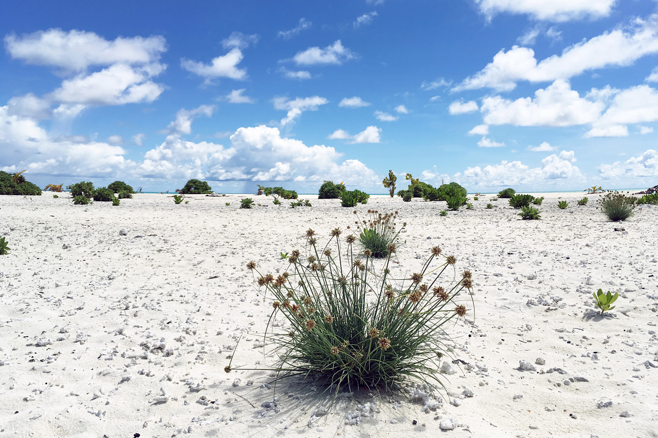 Sandbank (Half day tour)