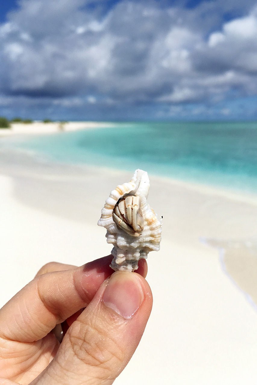 Sandbank (Half day tour)