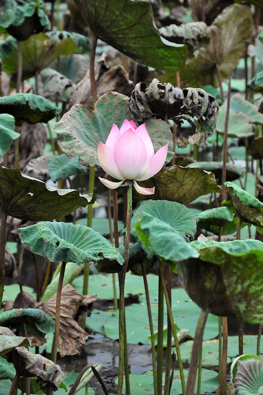 Pulau Ubin