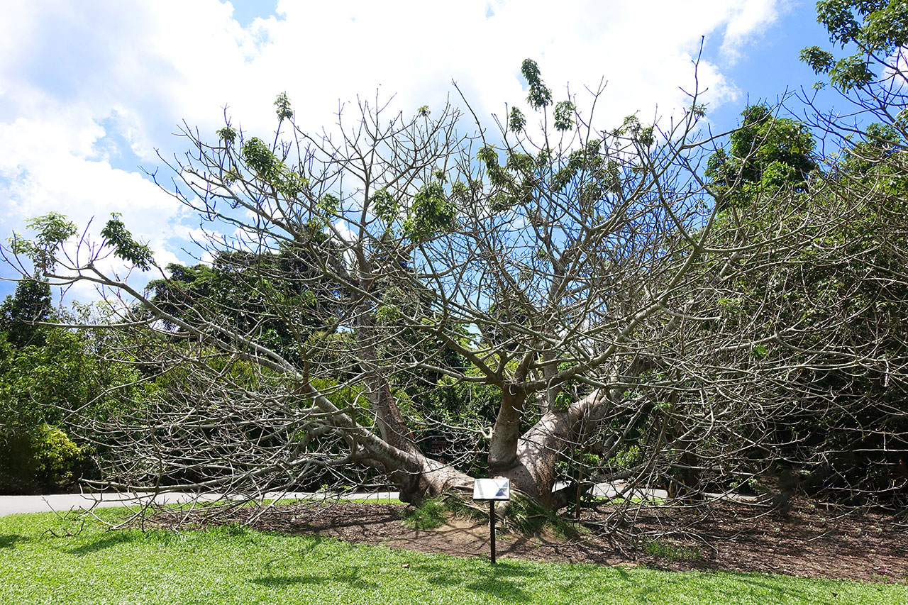 Baobab Tree, Botanic Gardens