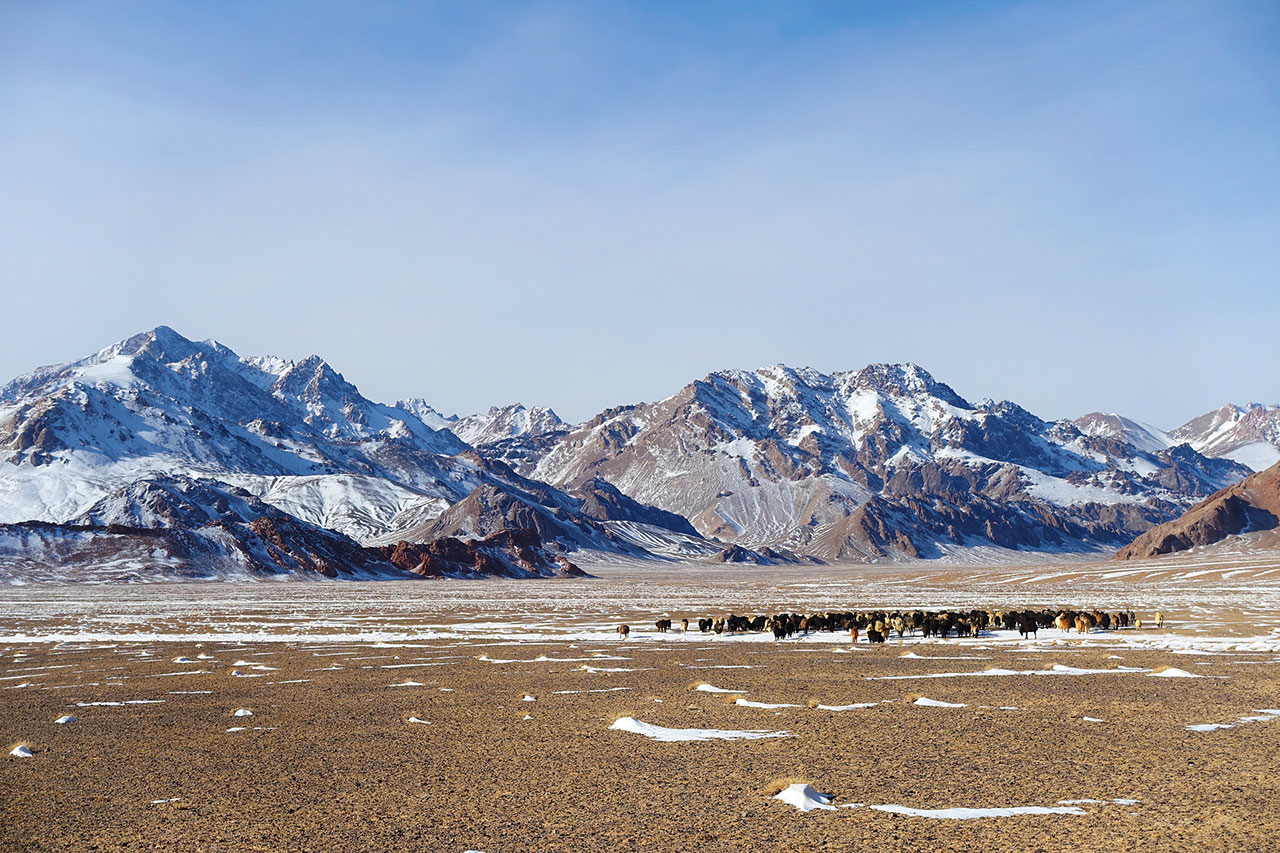 Herds of sheep to scale