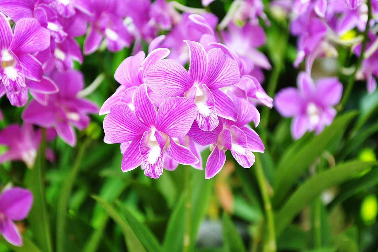 National Orchid Garden