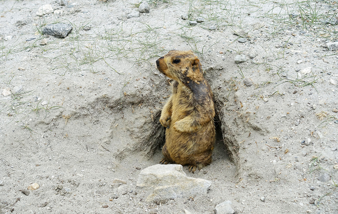 Himalayan Marmot
