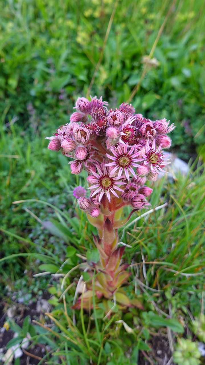 Mountain Houseleek