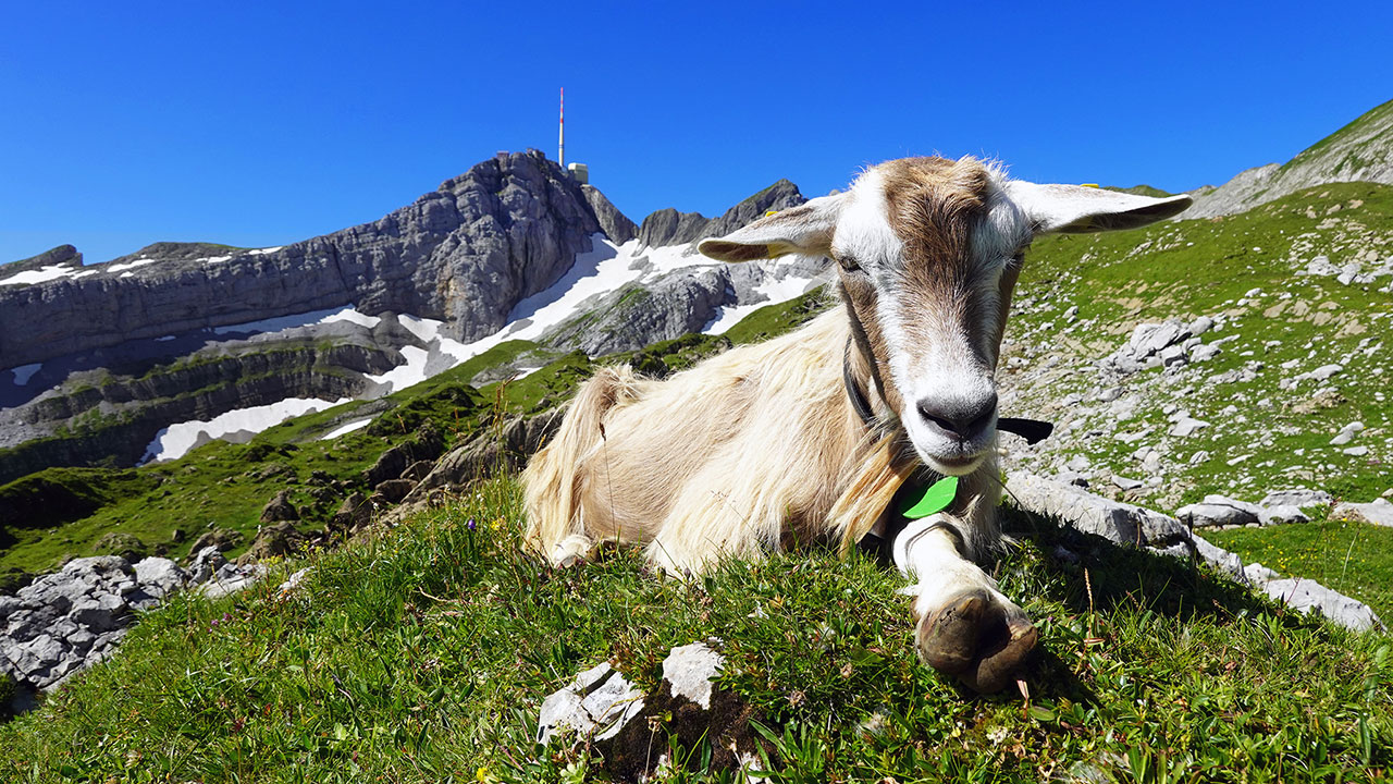 Säntis
