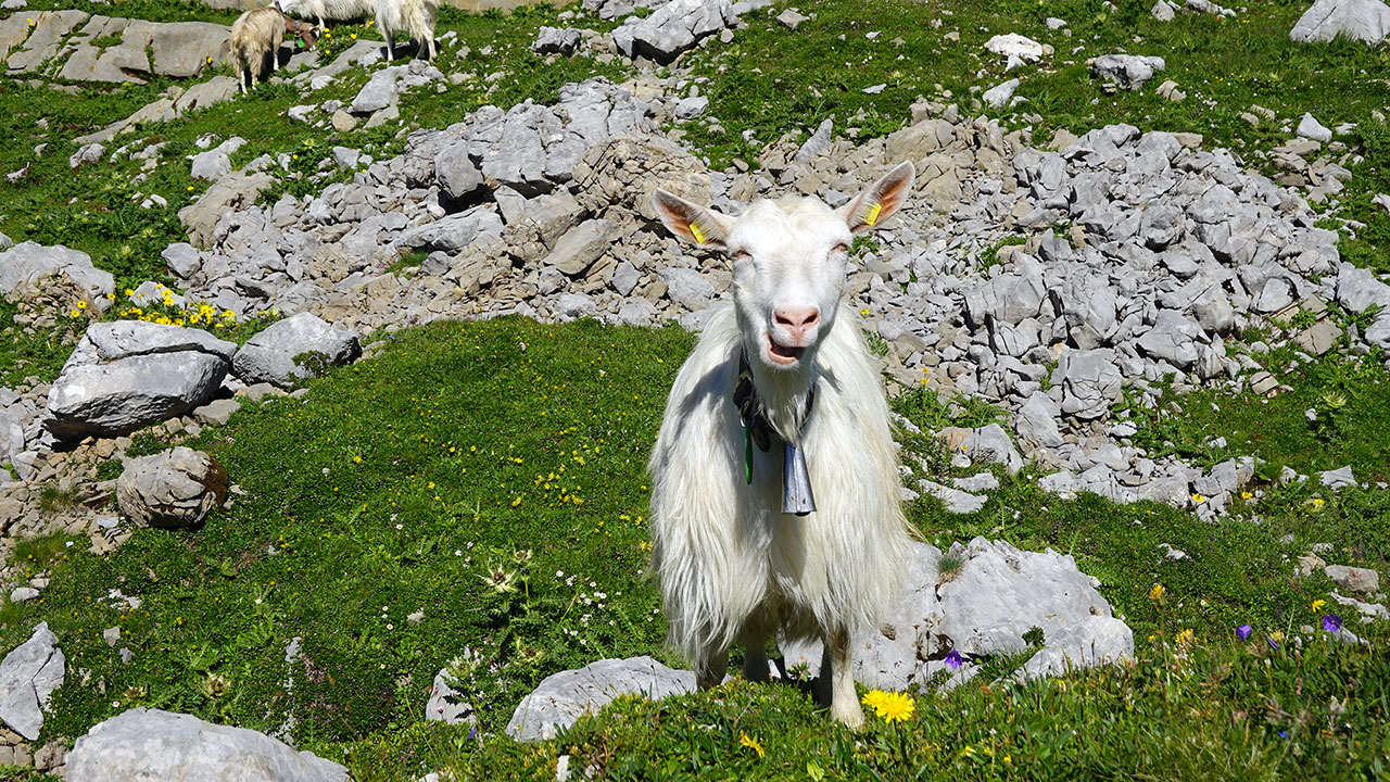 Säntis
