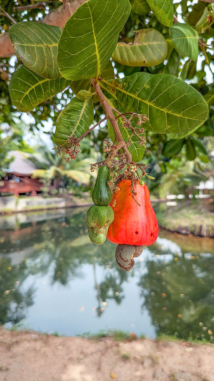 Api-api Eco Resort, Langkawi