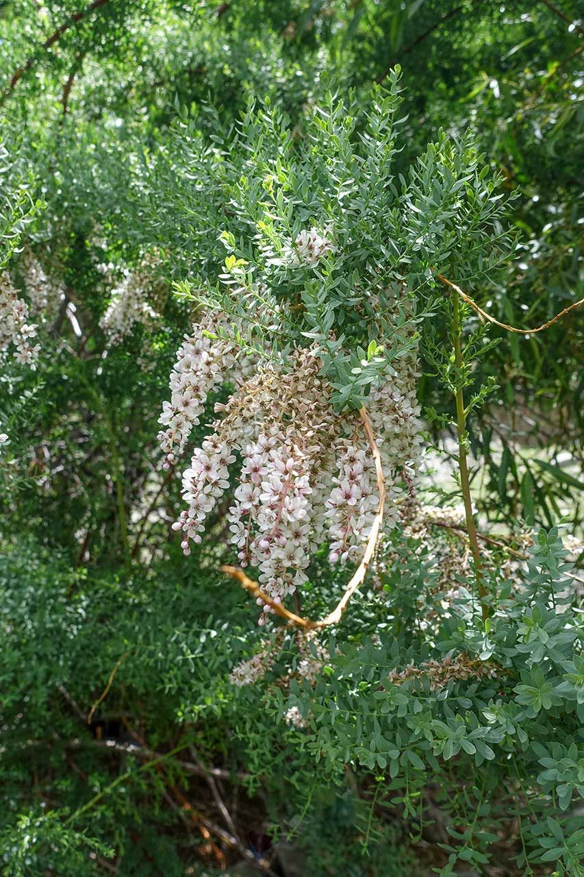 DSC00259