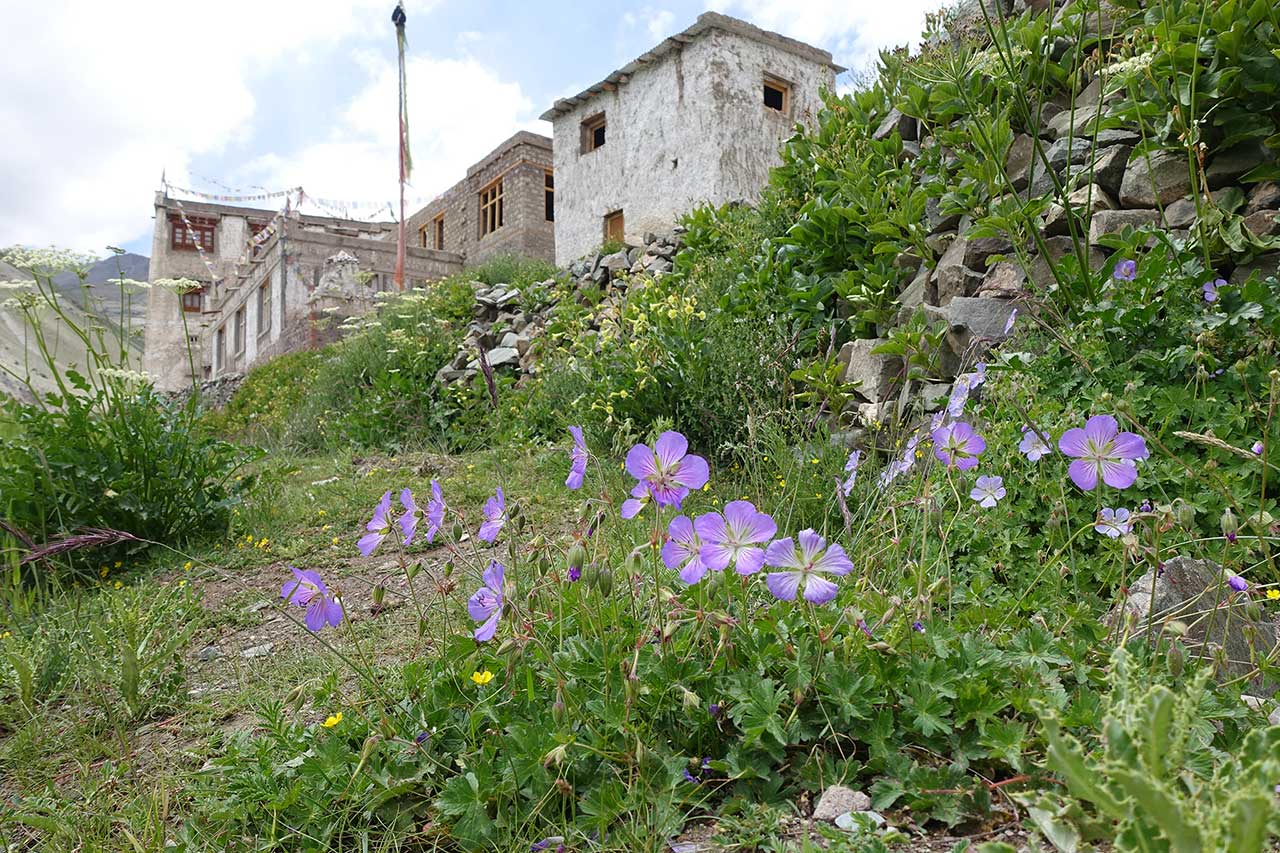 DSC00525