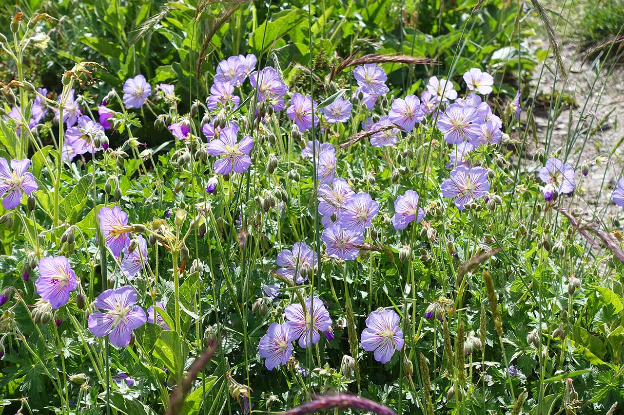 DSC00691