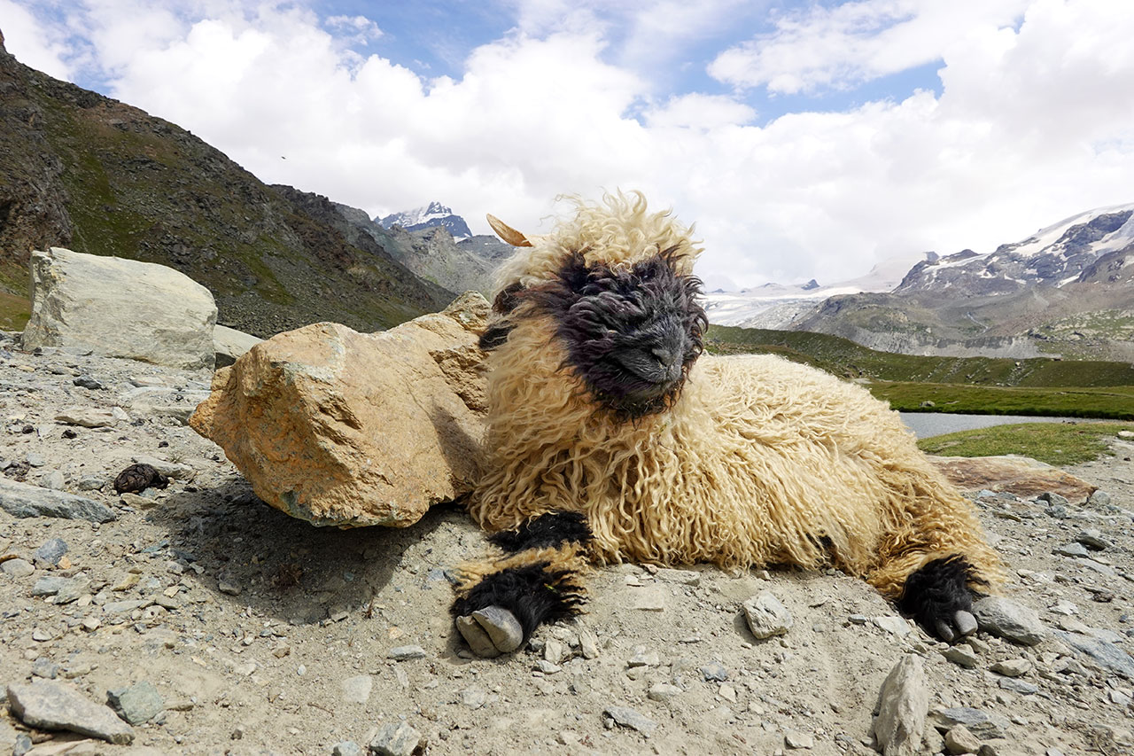 Blacknose Sheep at Stellisee