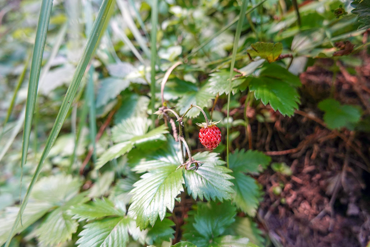 Strawberry