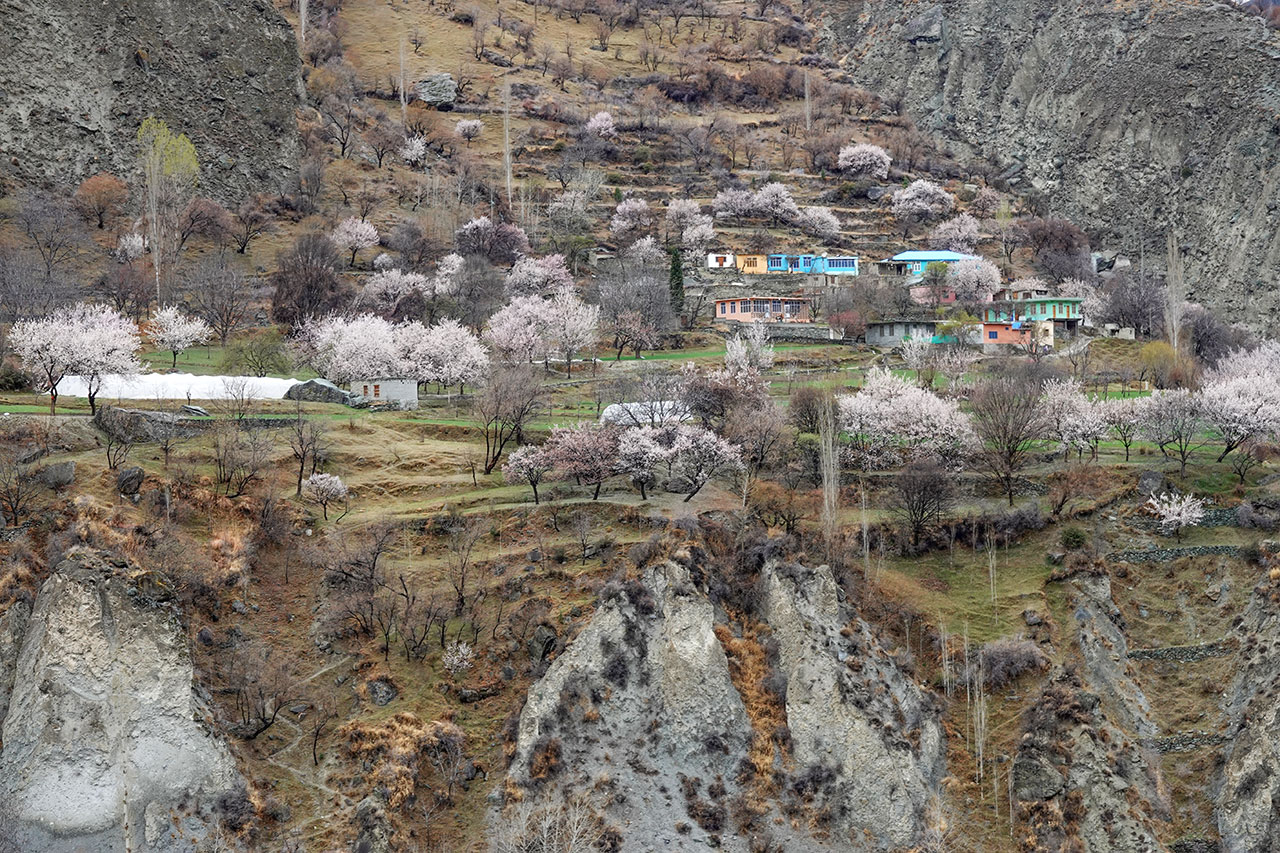 Minapin