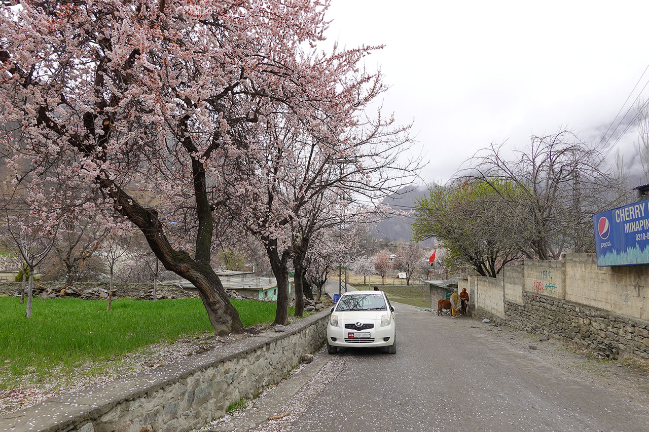 Minapin