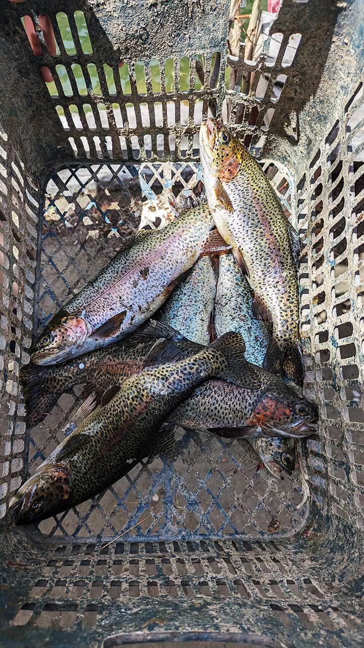 Fresh Water Trout, Hidden Chomik Resort & Fish Farm