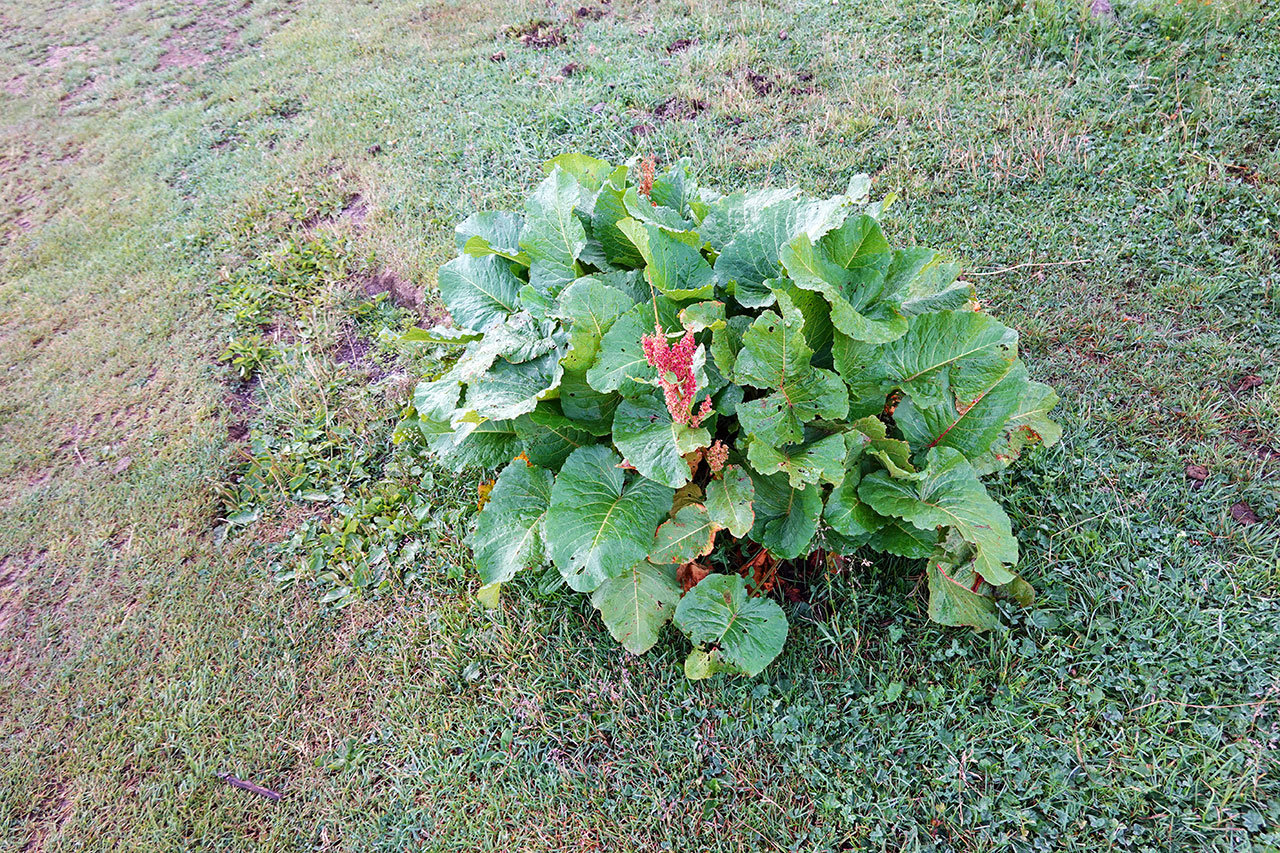 DSC07195