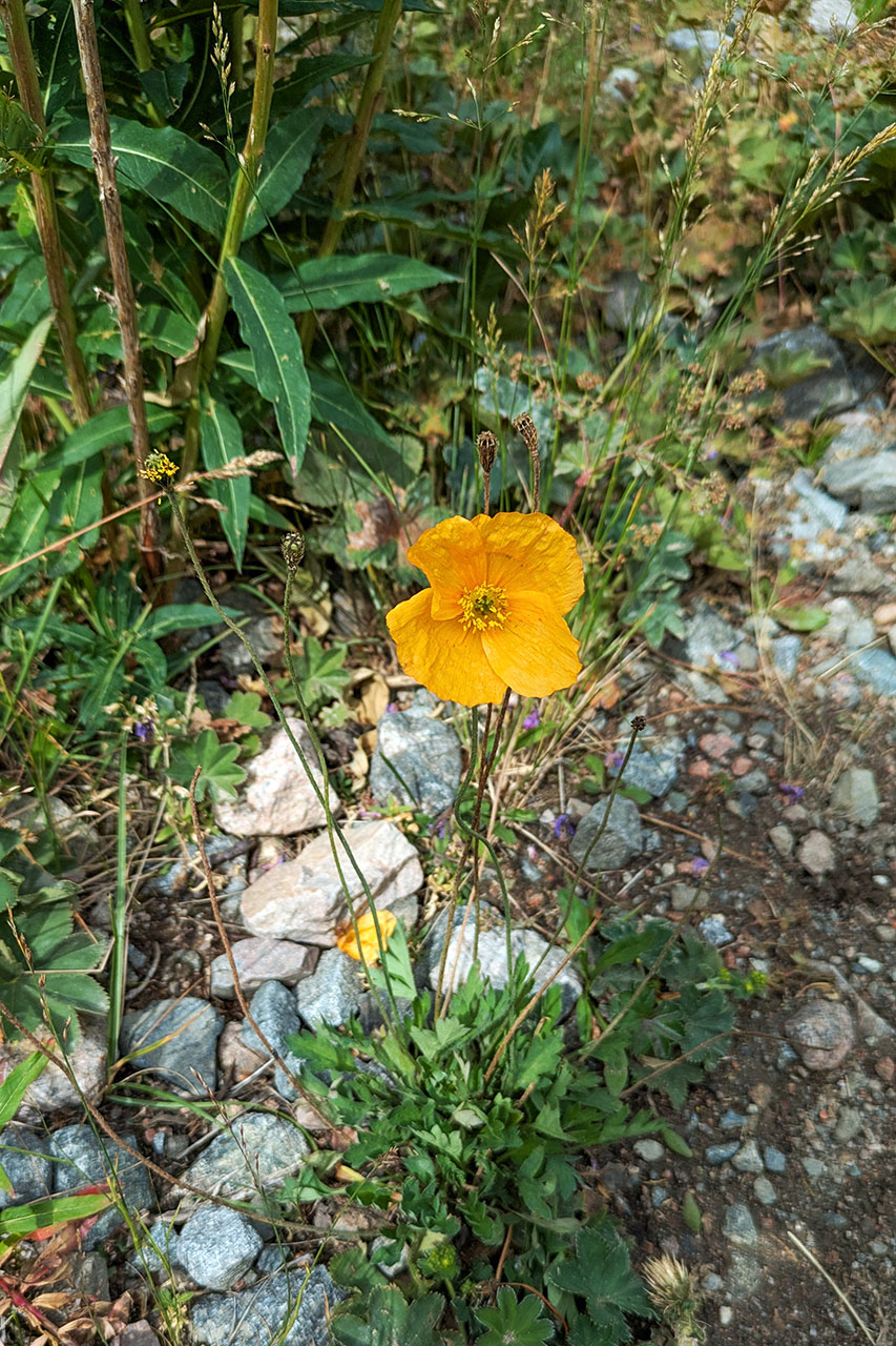 Poppy