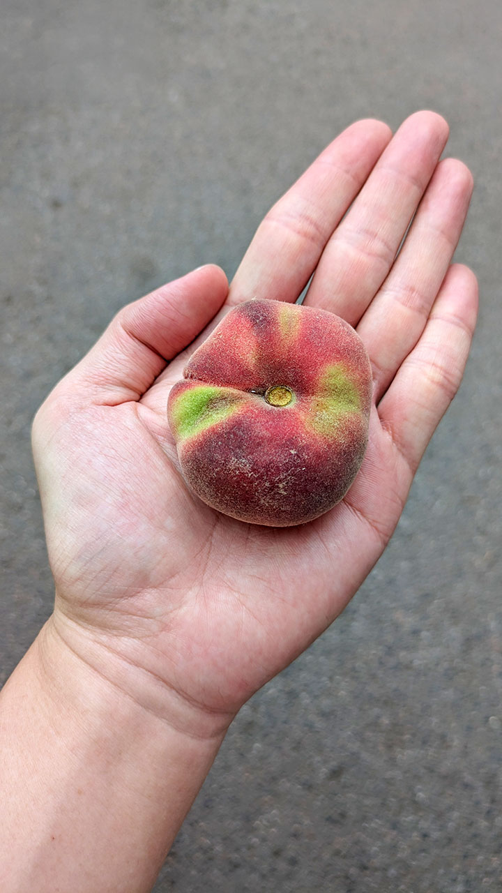 Donut Peach (Flat Peach)