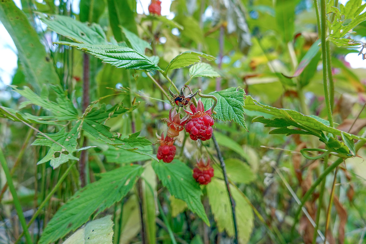 Raspberry