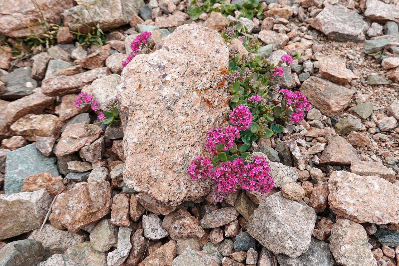 Sedum Ewersii (Stonecrop)