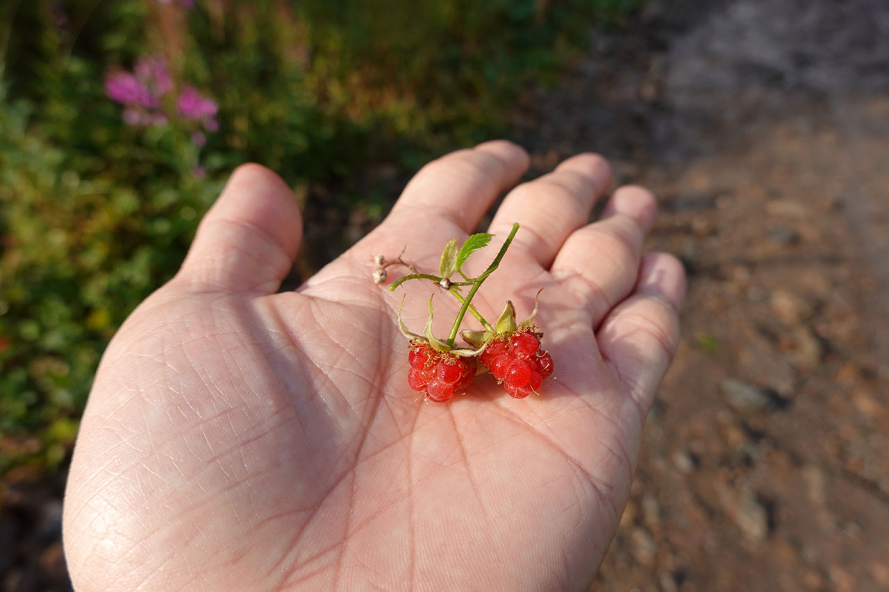 Raspberry