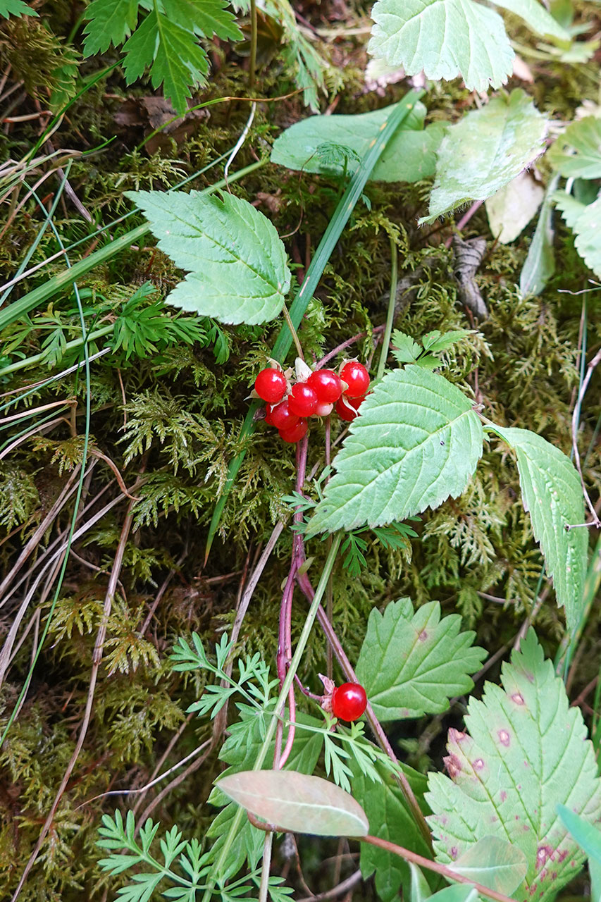 Stone Berry