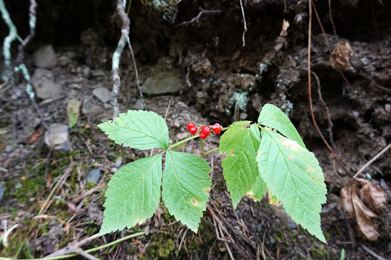 Stone Berry