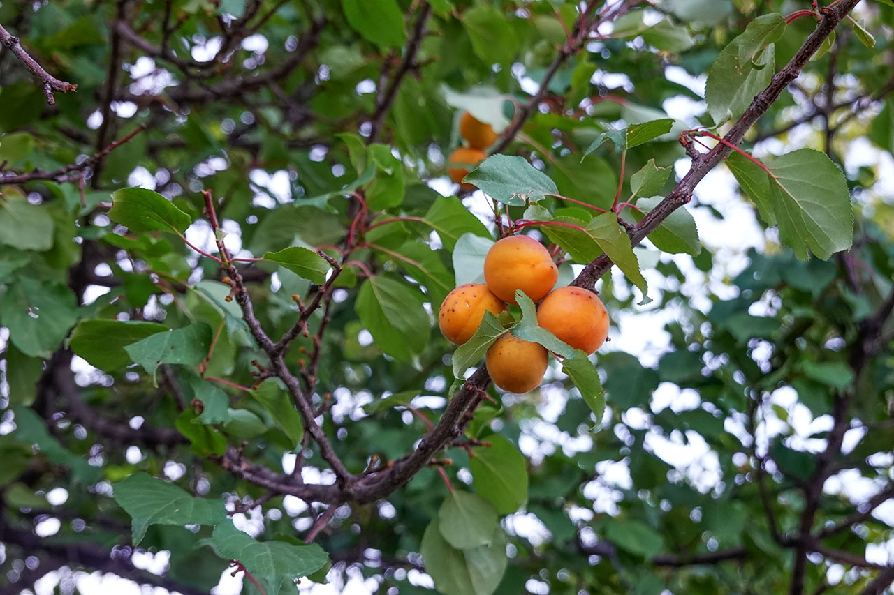 DSC01075