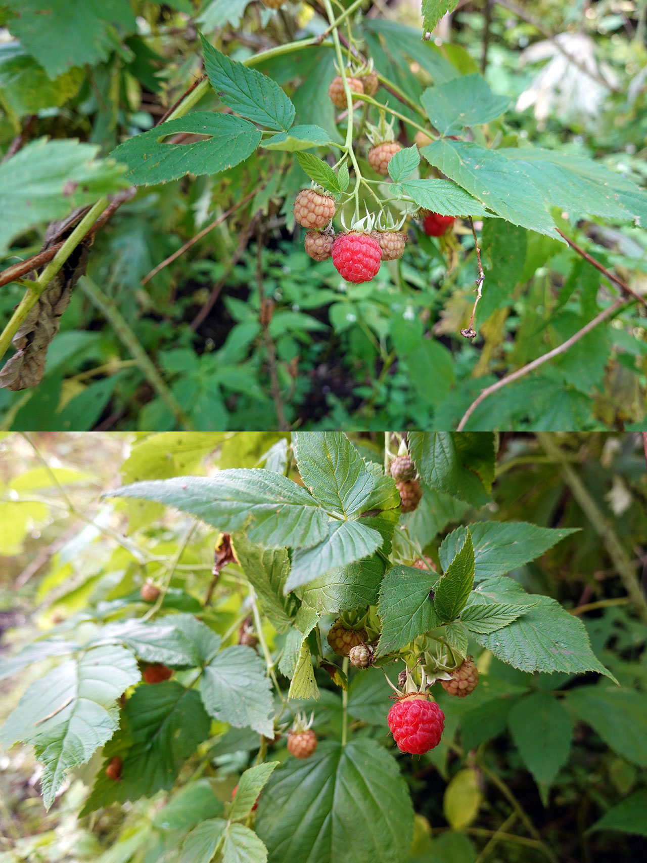 Raspberry