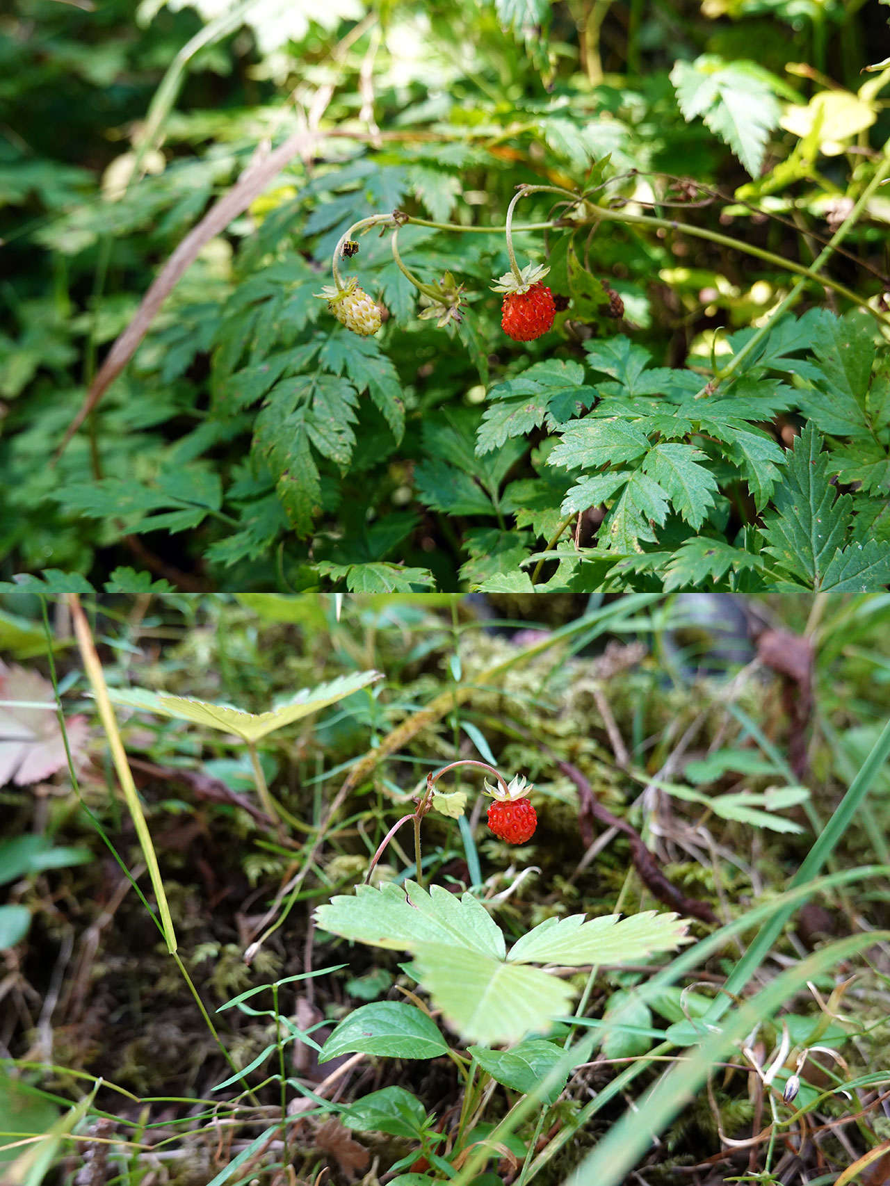 Strawberry