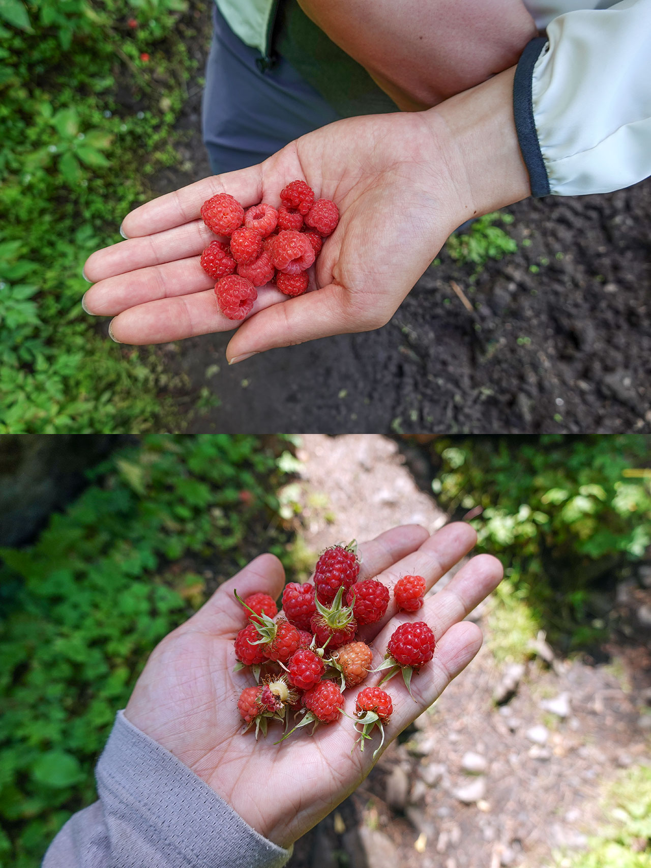 Raspberry