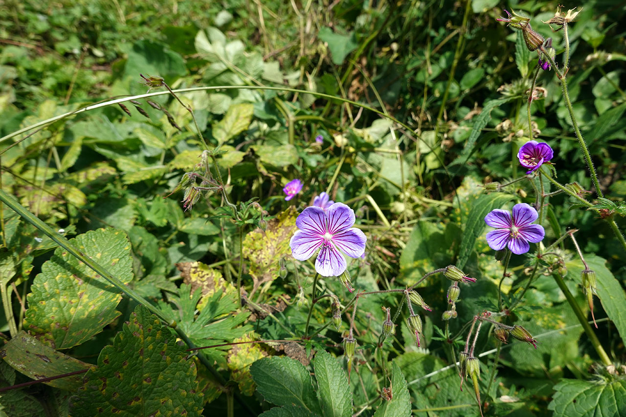 Cranesbill